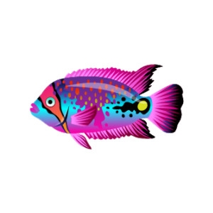 Bandit Rainbow Cichlid